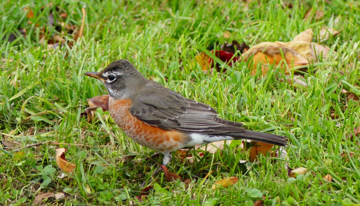 Странствующий дрозд - ML645246477