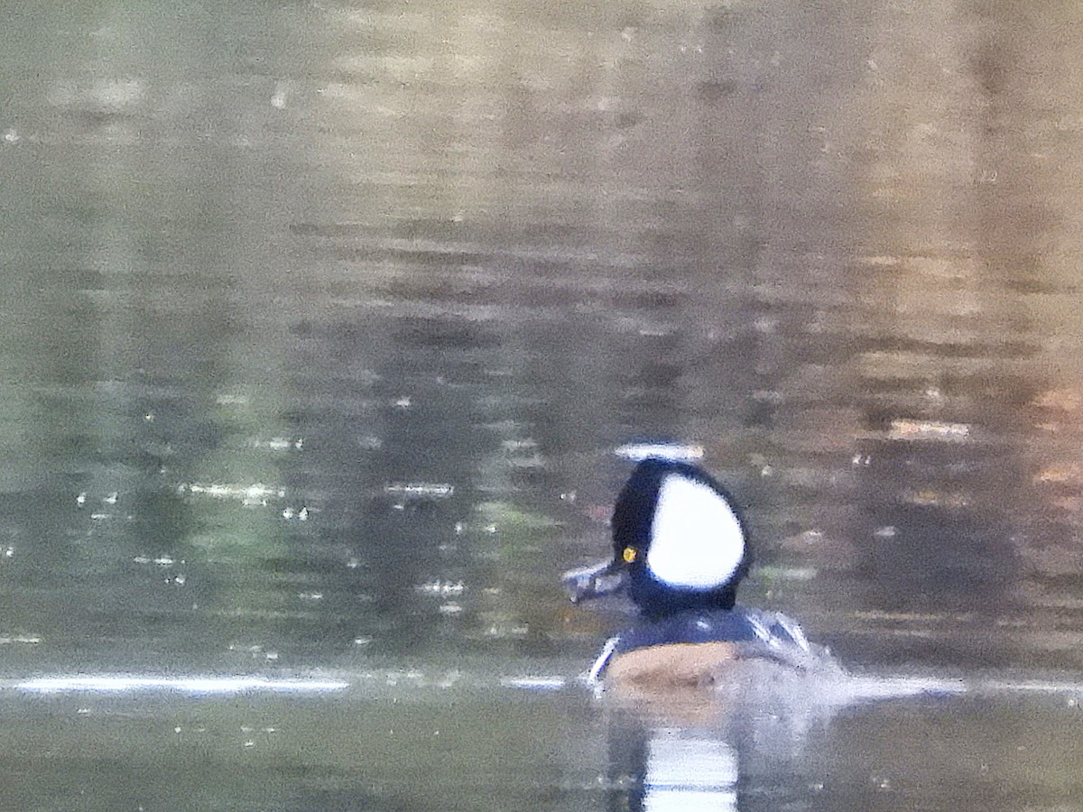 オウギアイサ - ML645246479