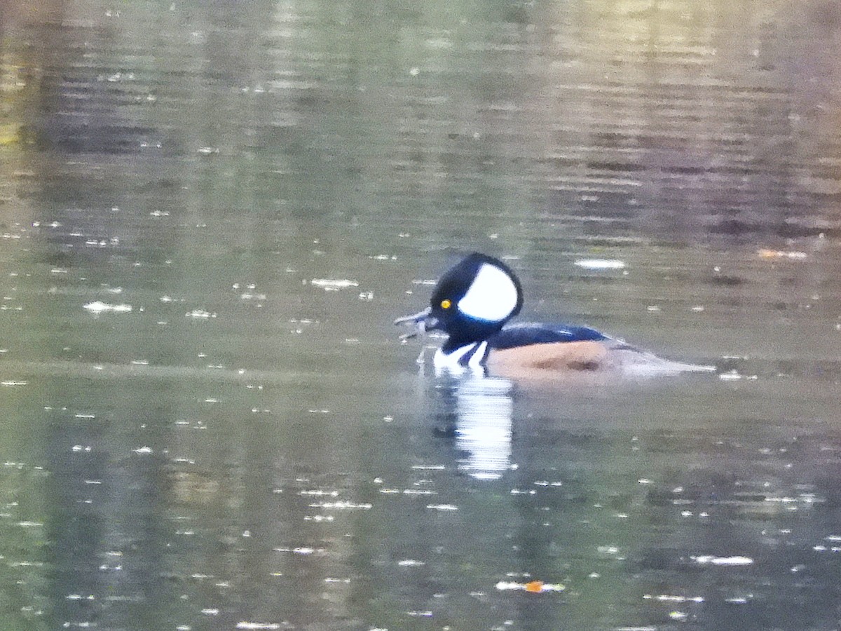 オウギアイサ - ML645246480