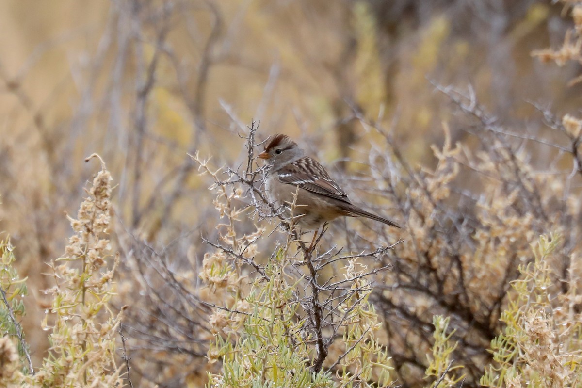 Porsuk Serçesi - ML645246483