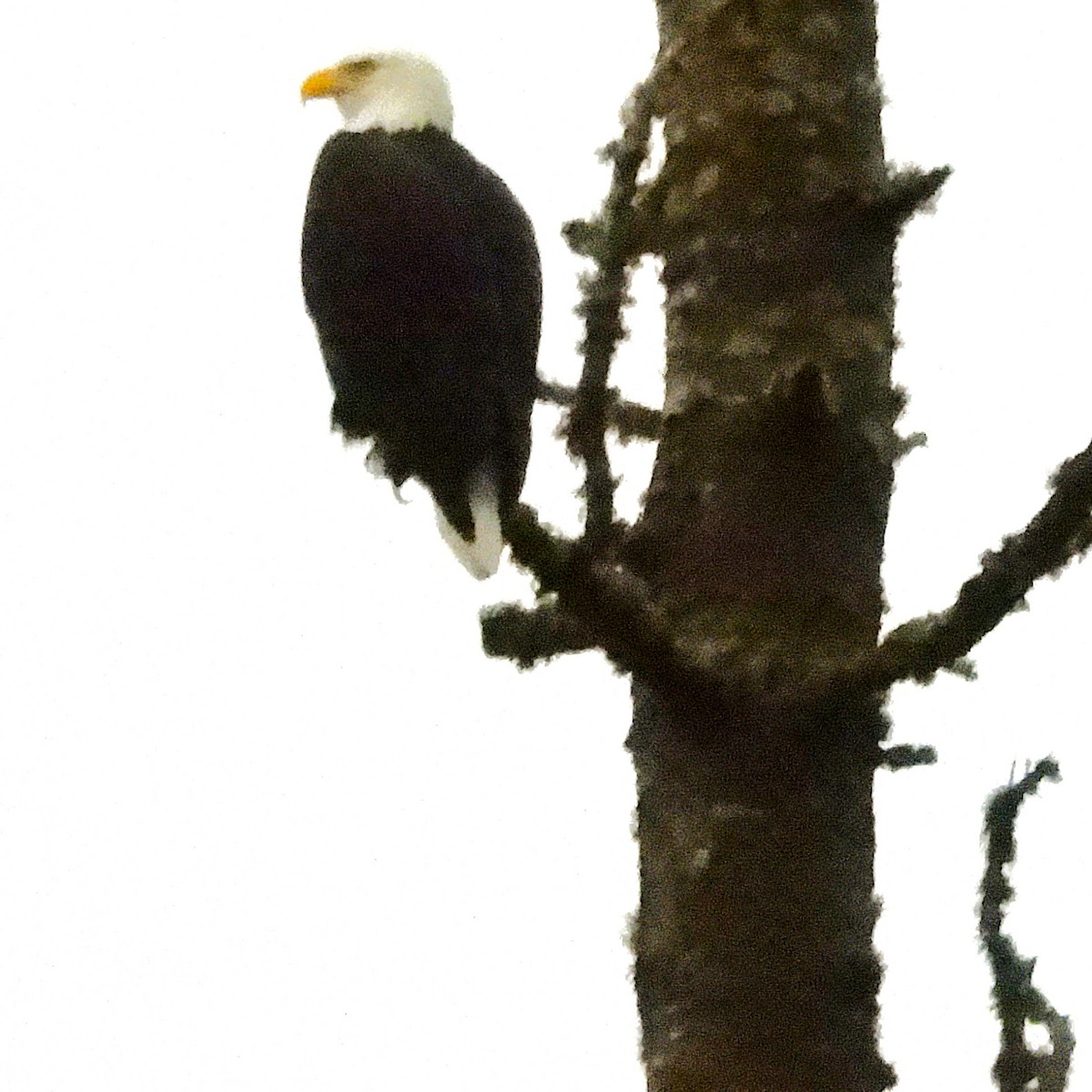 ハクトウワシ - ML645246489