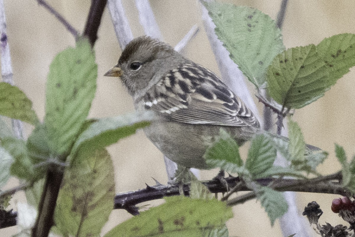 Porsuk Serçesi - ML645246491