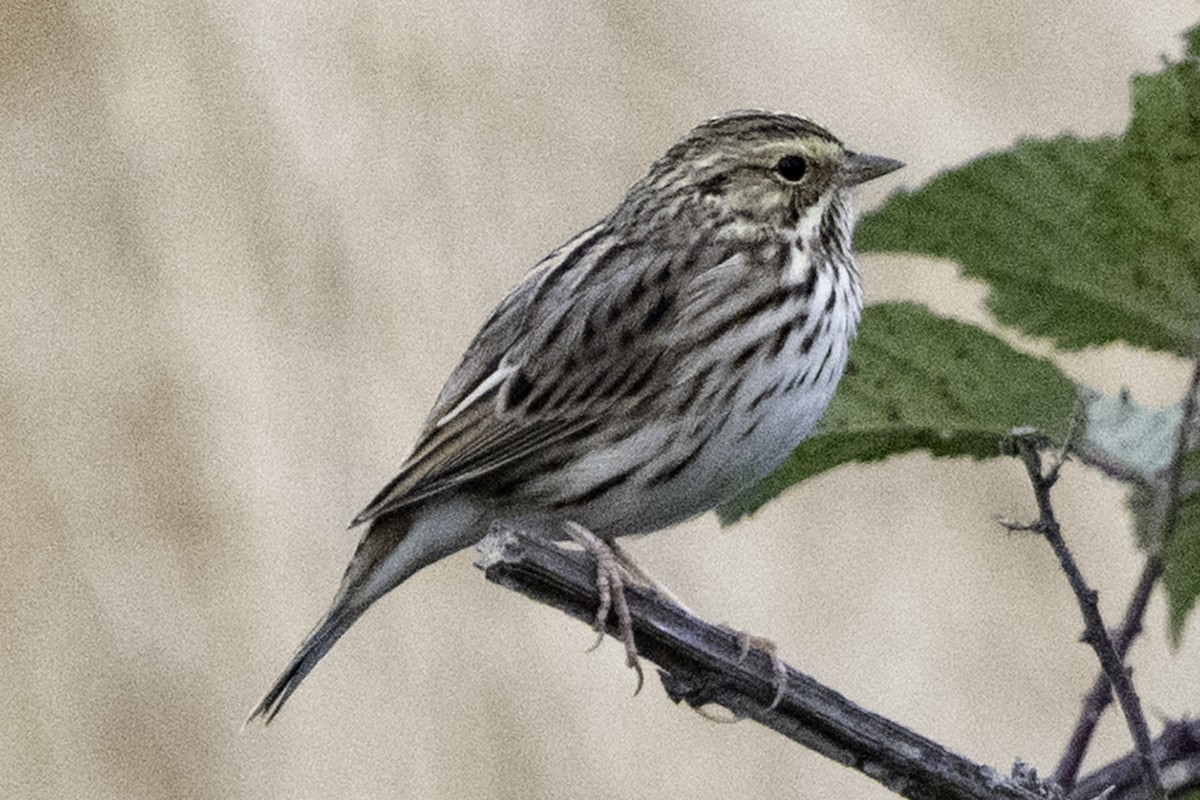 Пасовник савановий - ML645246496