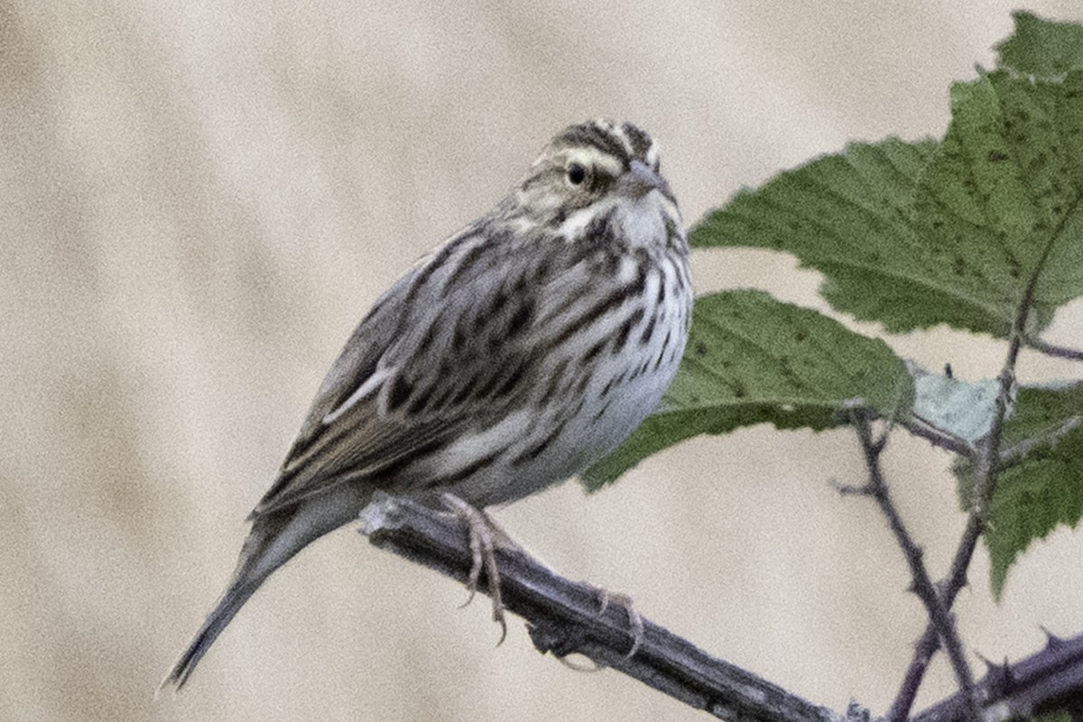 Пасовник савановий - ML645246498