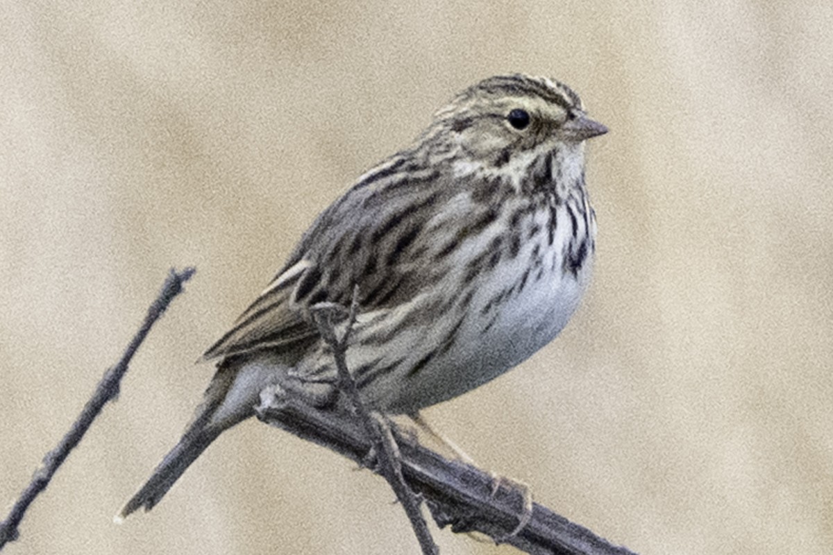 Пасовник савановий - ML645246499