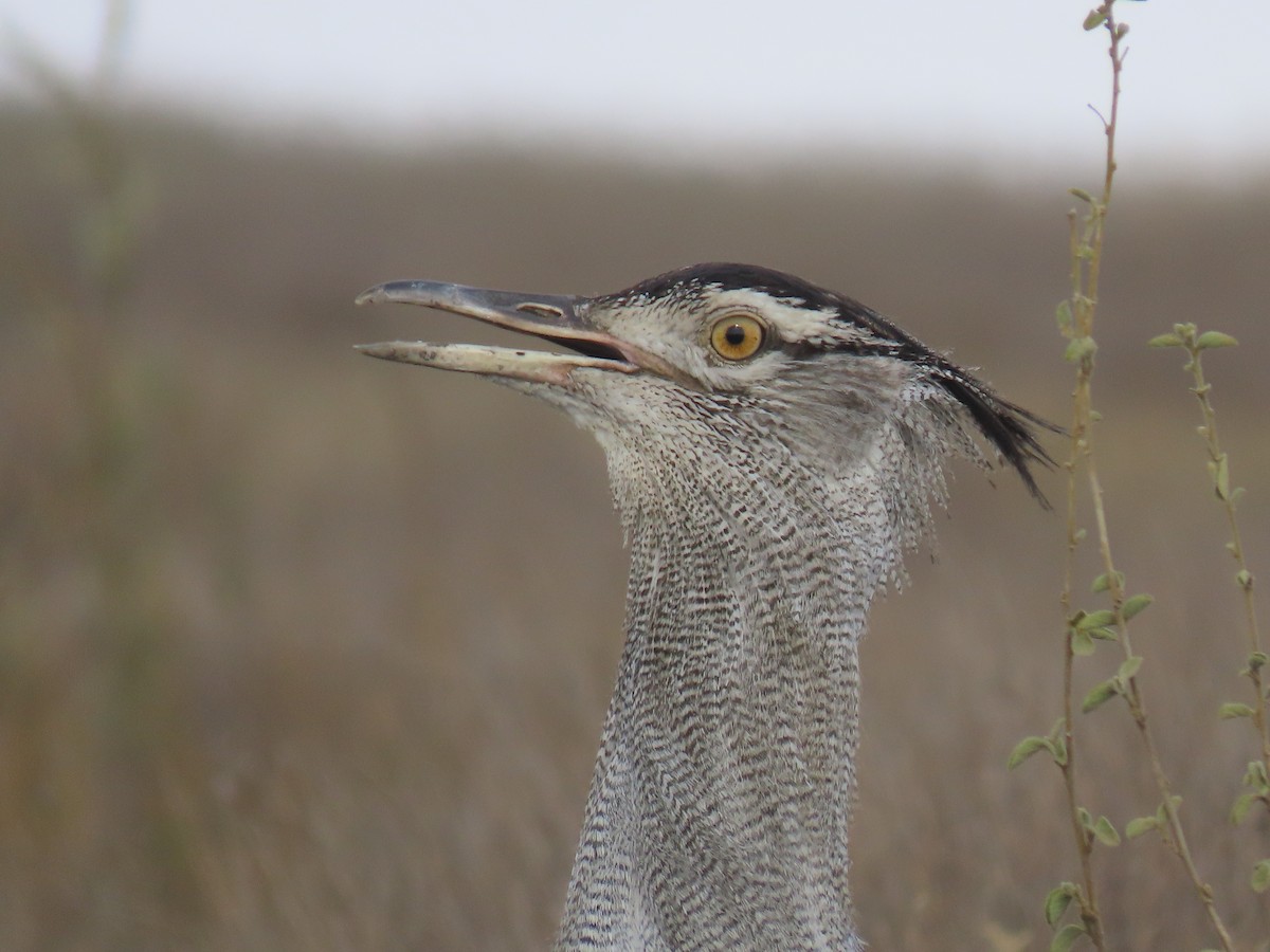 Kori Bustard - ML645246516
