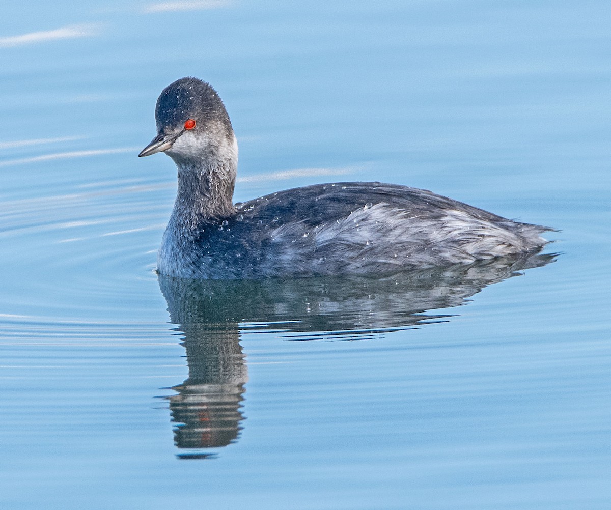 ハジロカイツブリ - ML645246517