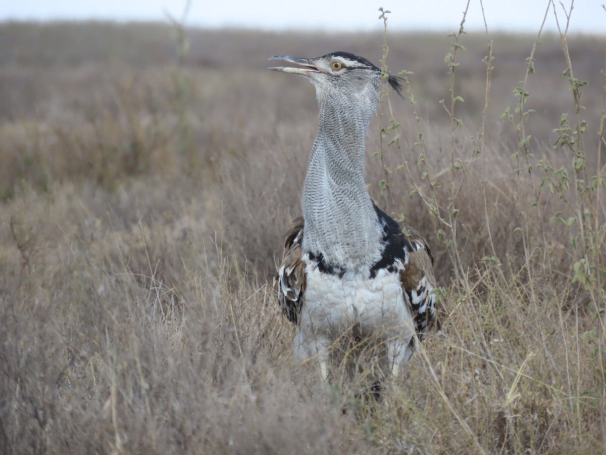 Kori Bustard - ML645246518