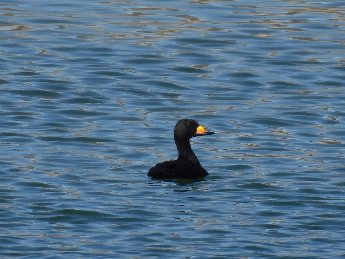 turpan žlutozobý - ML645246524