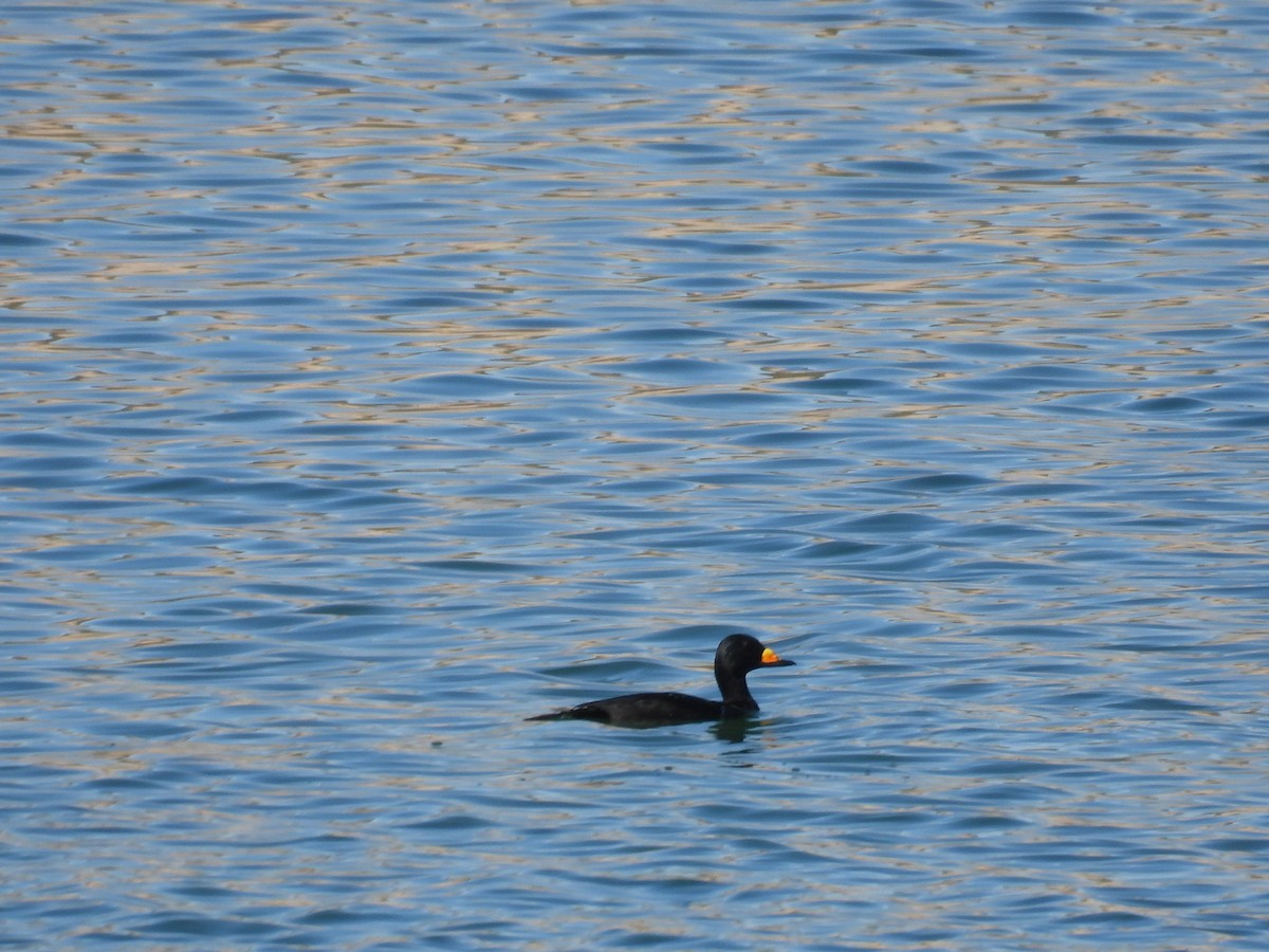 turpan žlutozobý - ML645246530