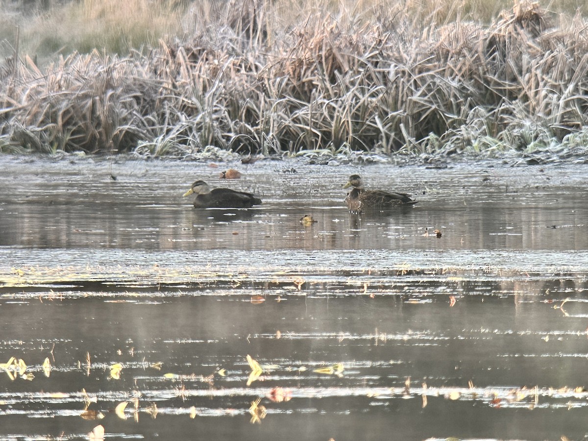 kachna divoká x tmavá (hybrid) - ML645246535