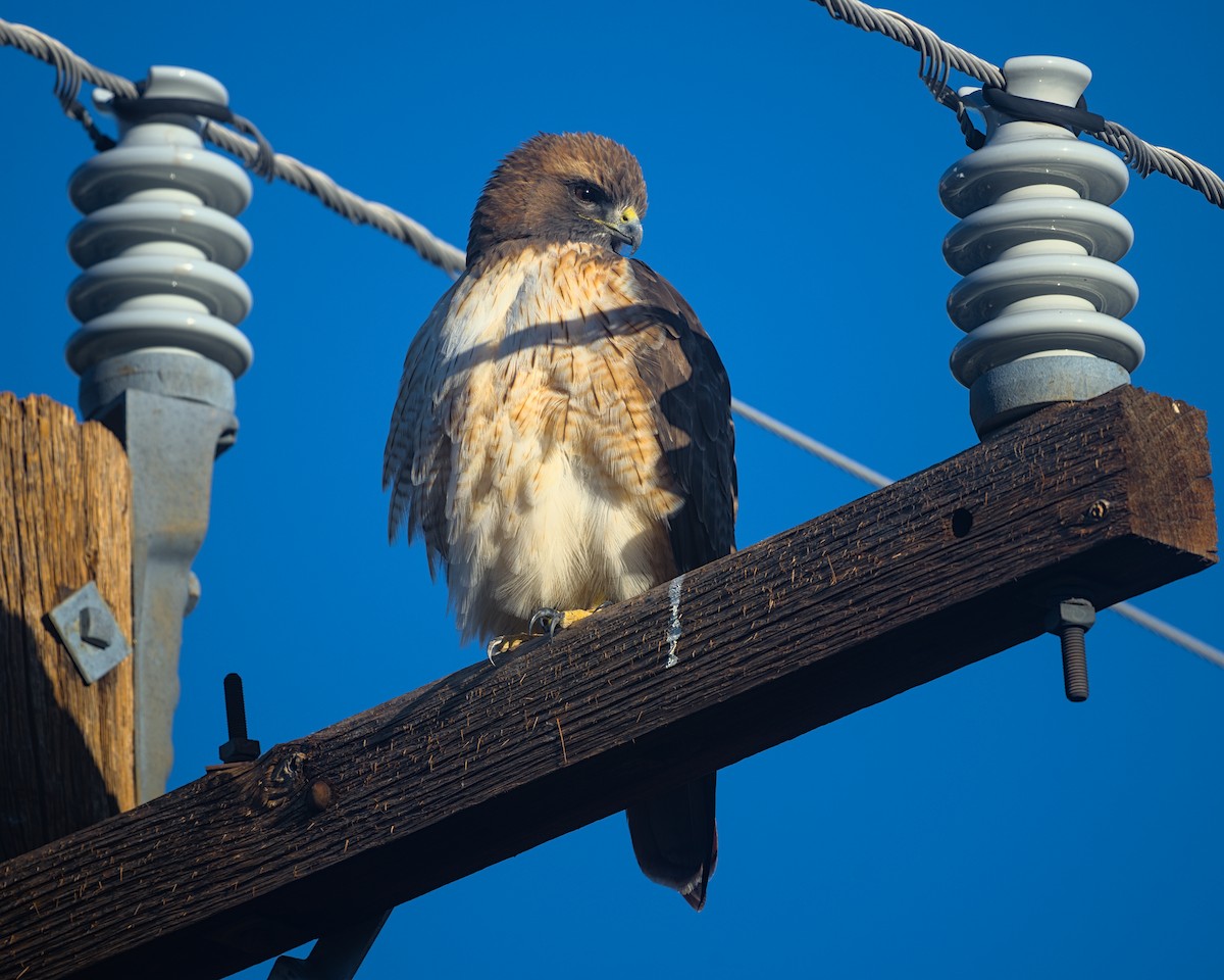 Red-tailed Hawk - ML645246536