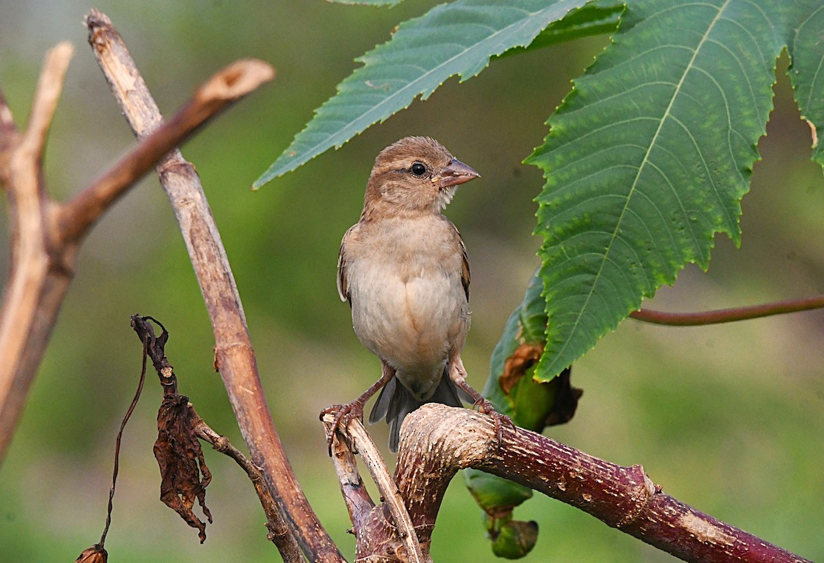 House Sparrow - ML645246538
