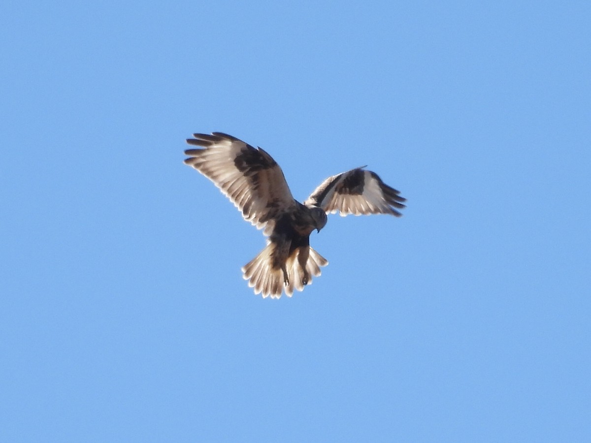 Rough-legged Hawk - ML645246547