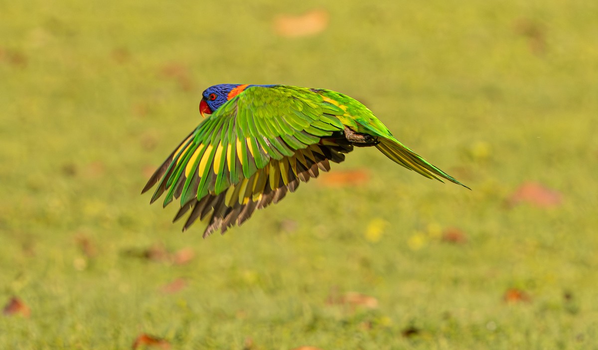 Red-collared Lorikeet - ML645246549