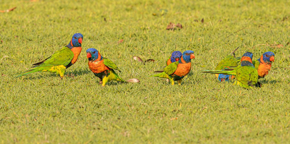 Red-collared Lorikeet - ML645246550