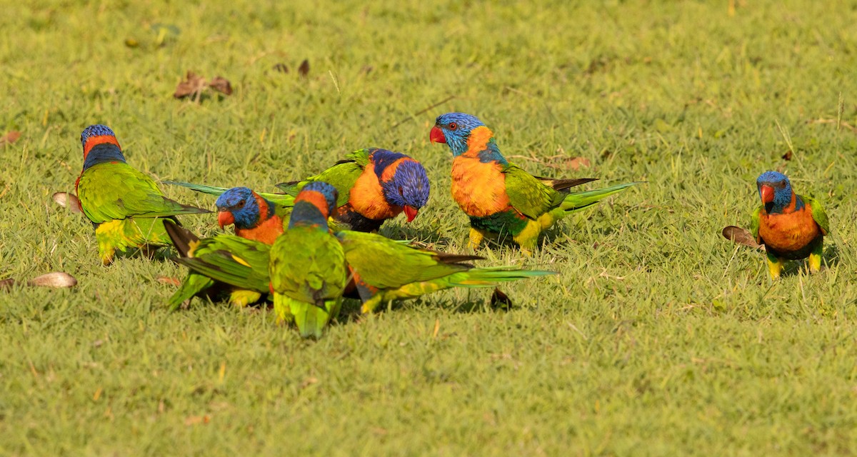 Red-collared Lorikeet - ML645246551