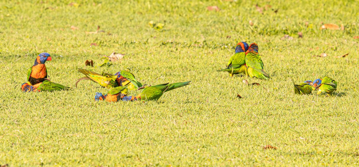 Red-collared Lorikeet - ML645246552