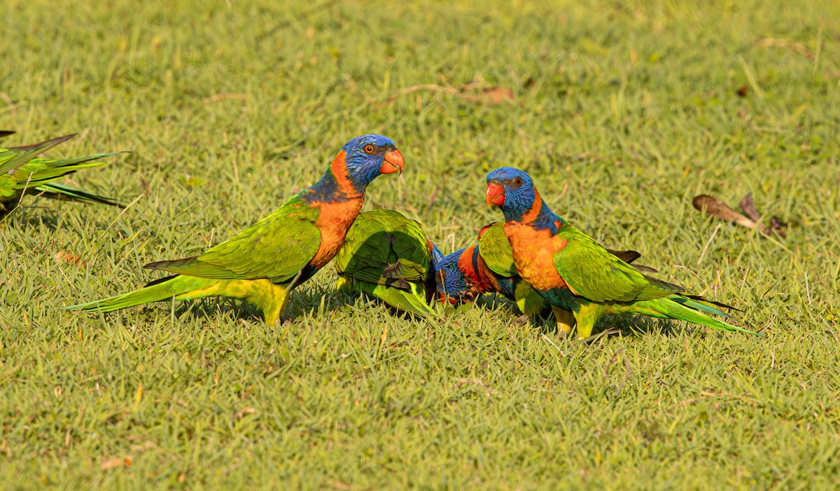Red-collared Lorikeet - ML645246553