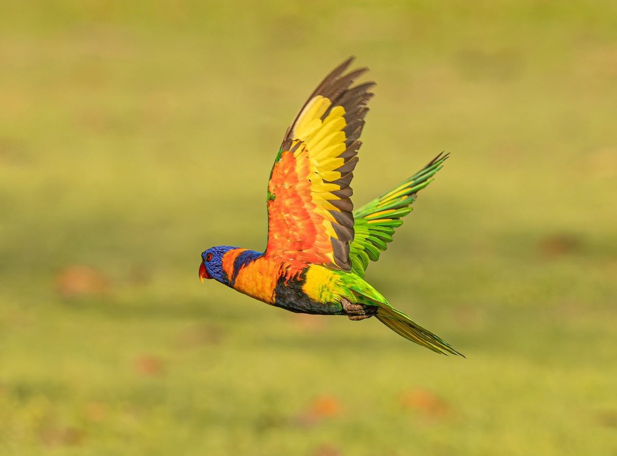 Red-collared Lorikeet - ML645246554