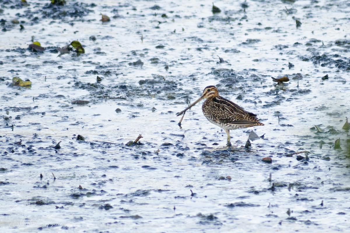 Common Snipe - ML645246555