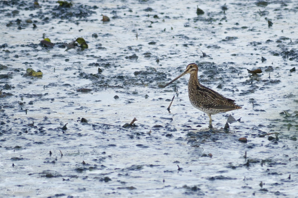 Common Snipe - ML645246556