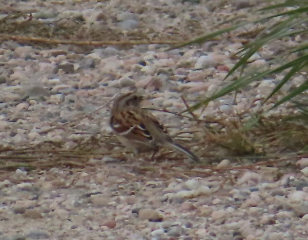 American Tree Sparrow - ML645246558