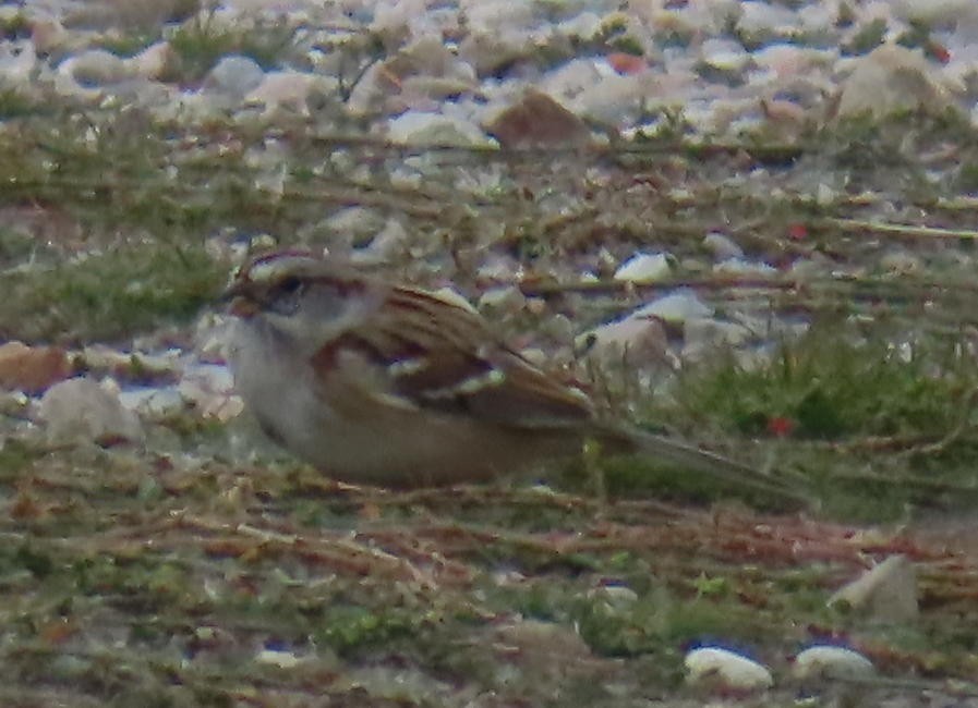 American Tree Sparrow - ML645246559