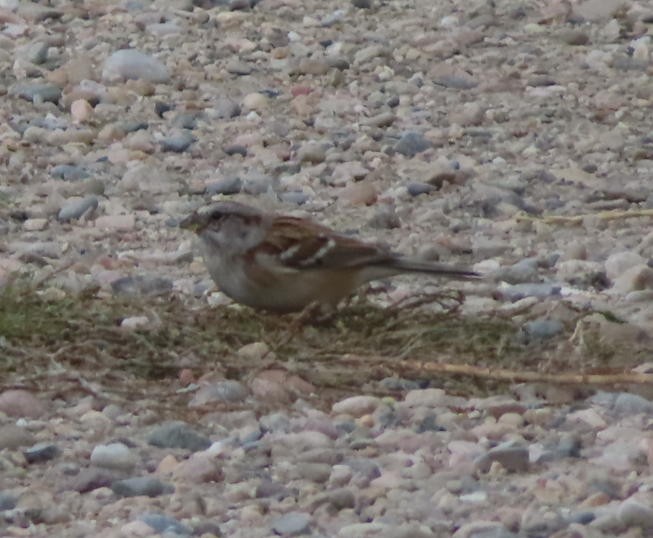 American Tree Sparrow - ML645246560