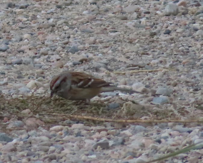 American Tree Sparrow - ML645246561