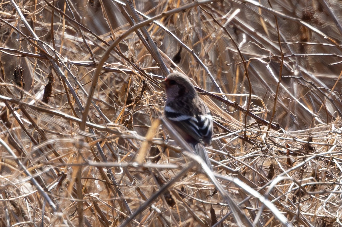 Long-tailed Rosefinch - ML645246562