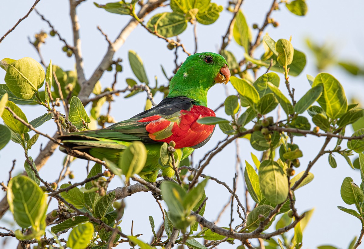 Red-winged Parrot - ML645246563