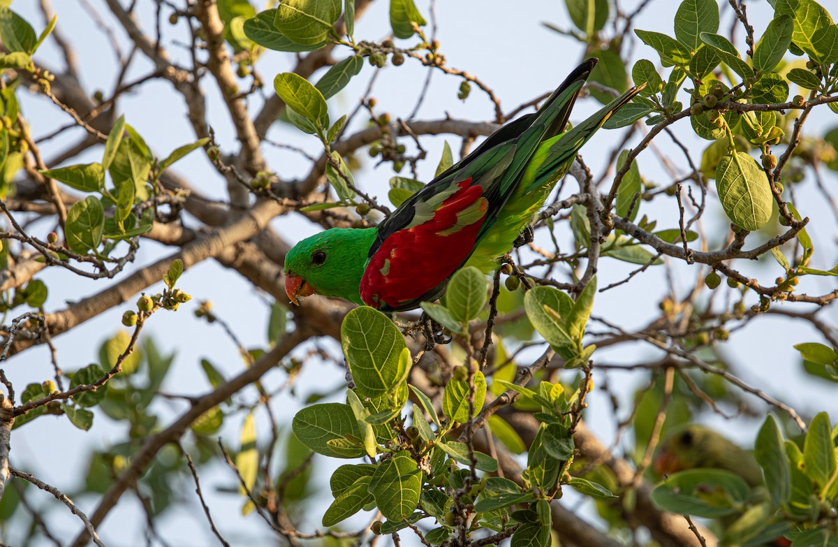 Red-winged Parrot - ML645246564