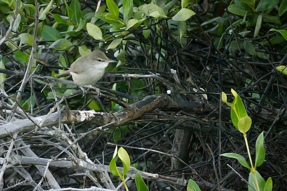 Clamorous Reed Warbler - ML645246566
