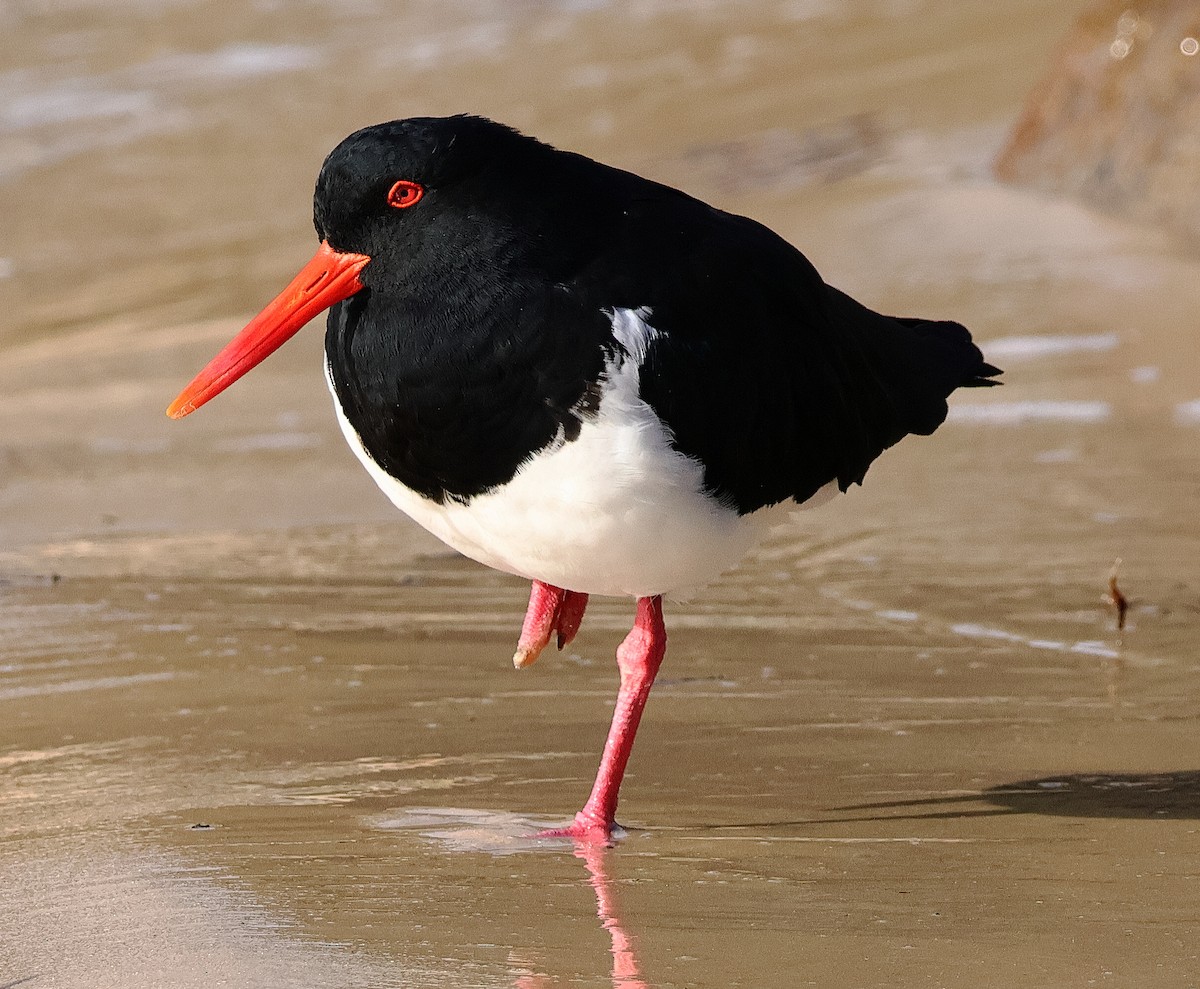 Pied Oystercatcher - ML645246567