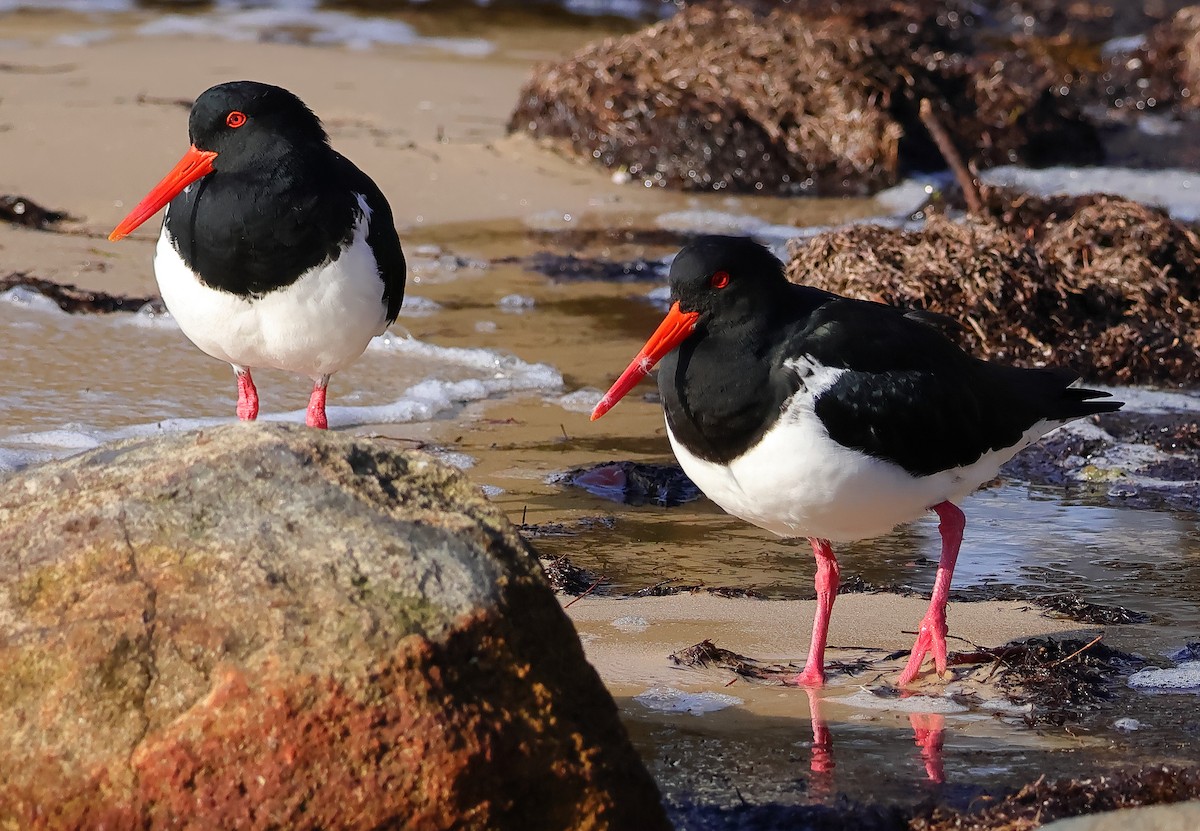 Pied Oystercatcher - ML645246568