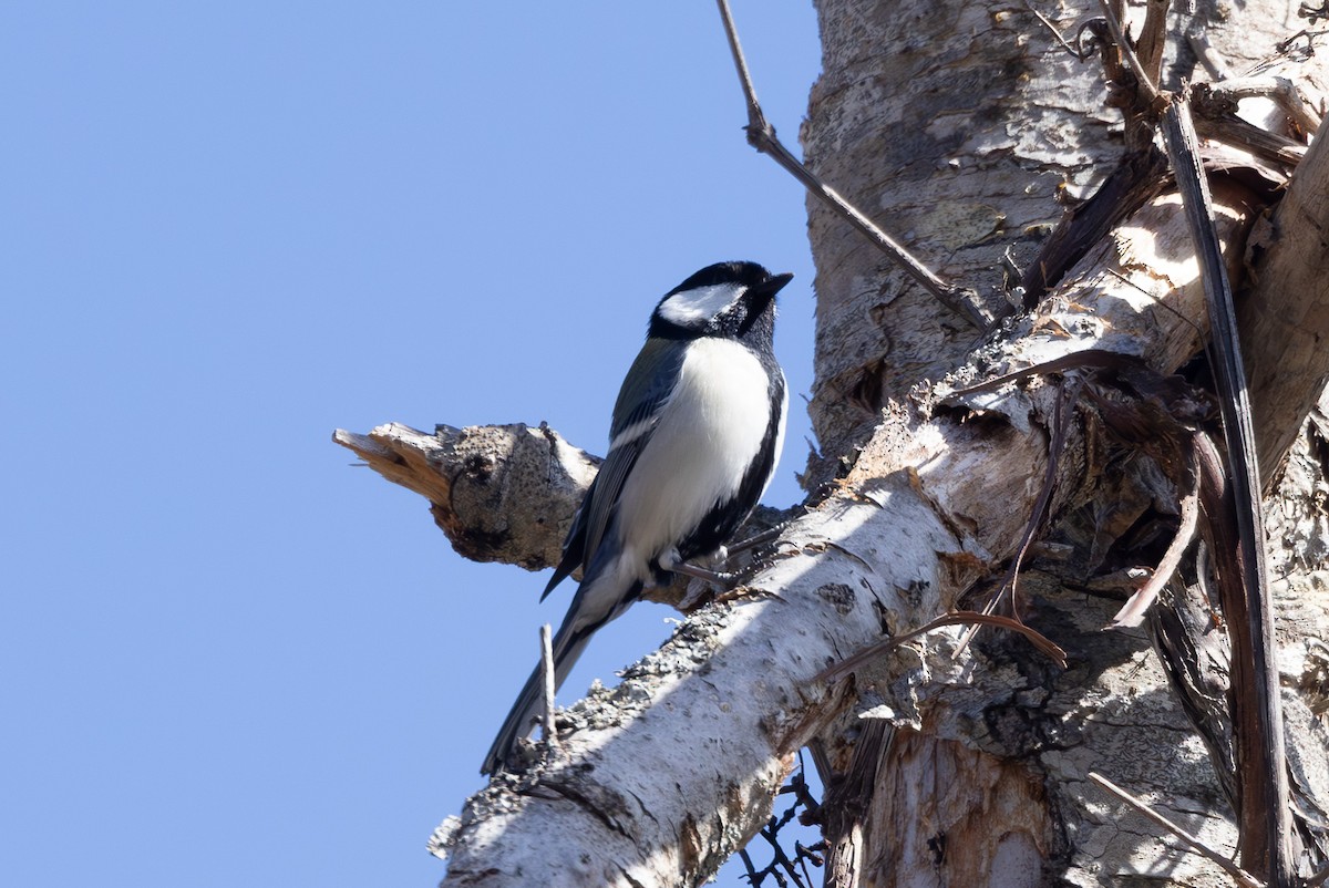 Asian Tit (Japanese) - ML645246569