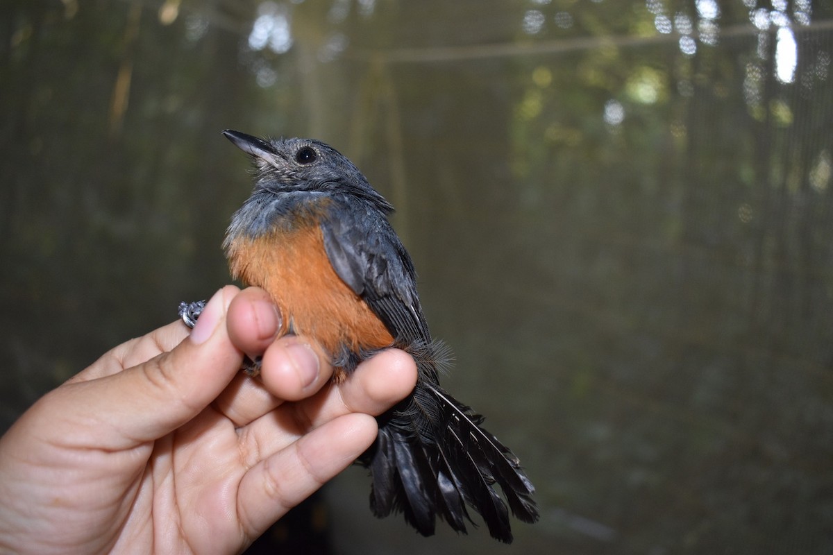 Bluish-slate Antshrike - ML645246570