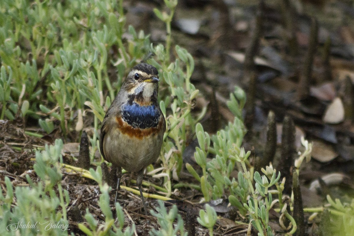 Bluethroat - ML645246571