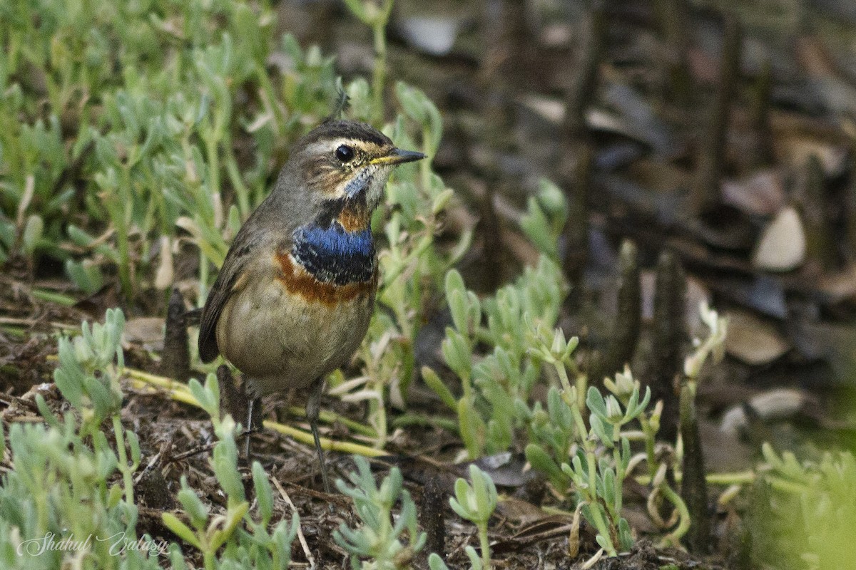 Bluethroat - ML645246572
