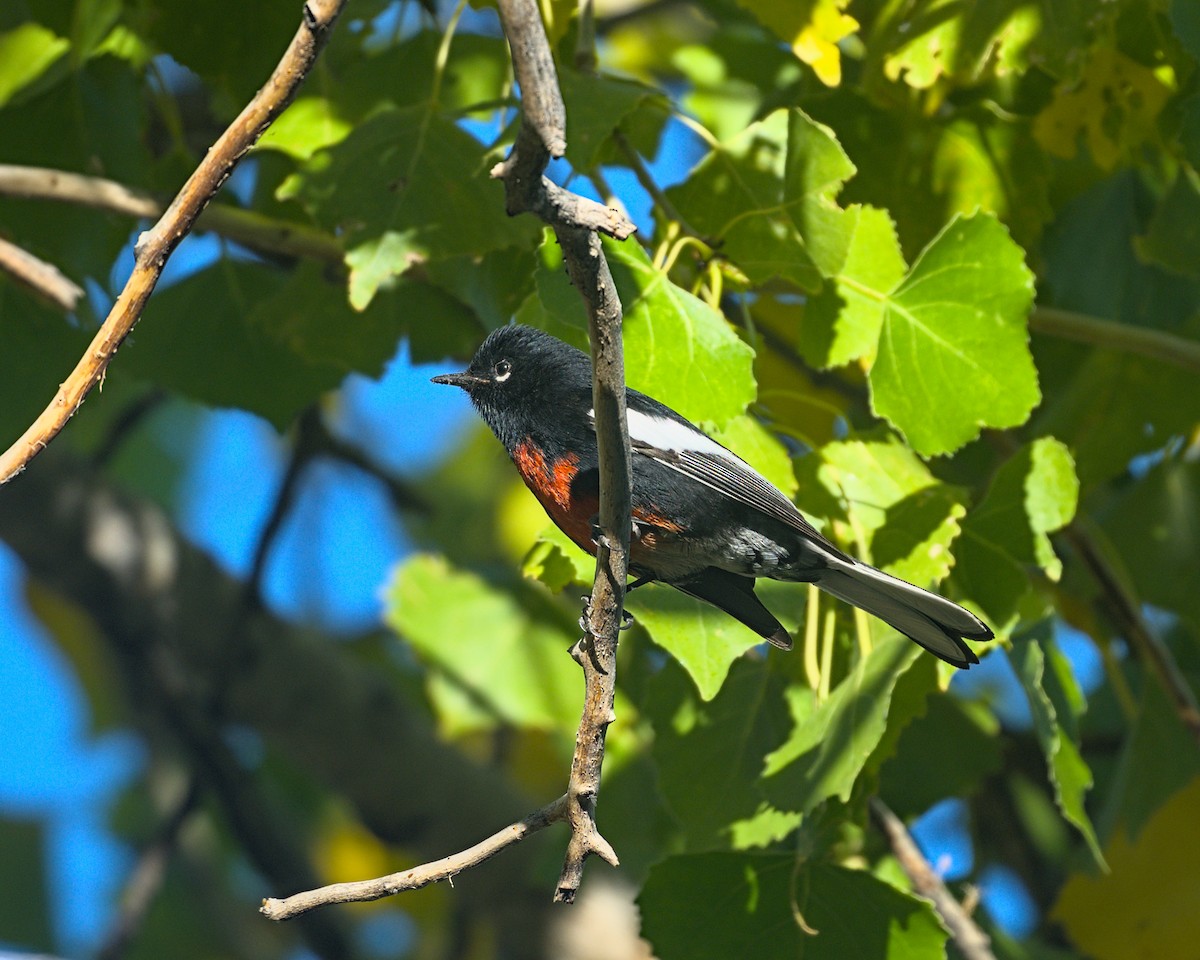 Painted Redstart - ML645246573