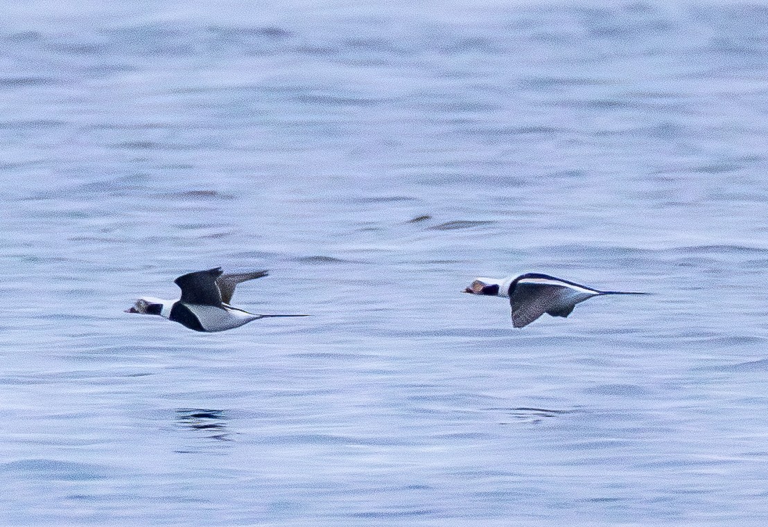 Long-tailed Duck - ML645246574