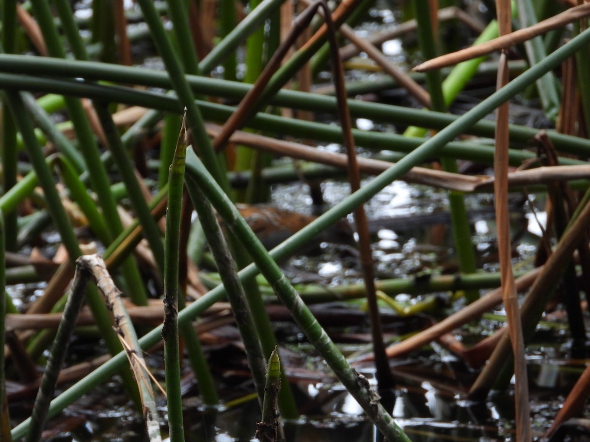 chřástal nejmenší - ML645246575