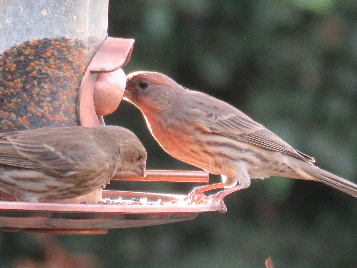 House Finch - ML645246577