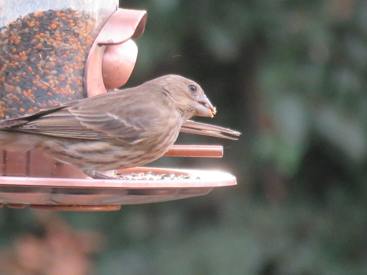 House Finch - ML645246578