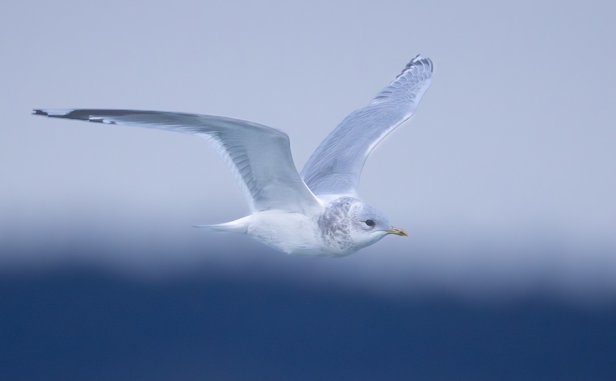 Short-billed Gull - ML645246581