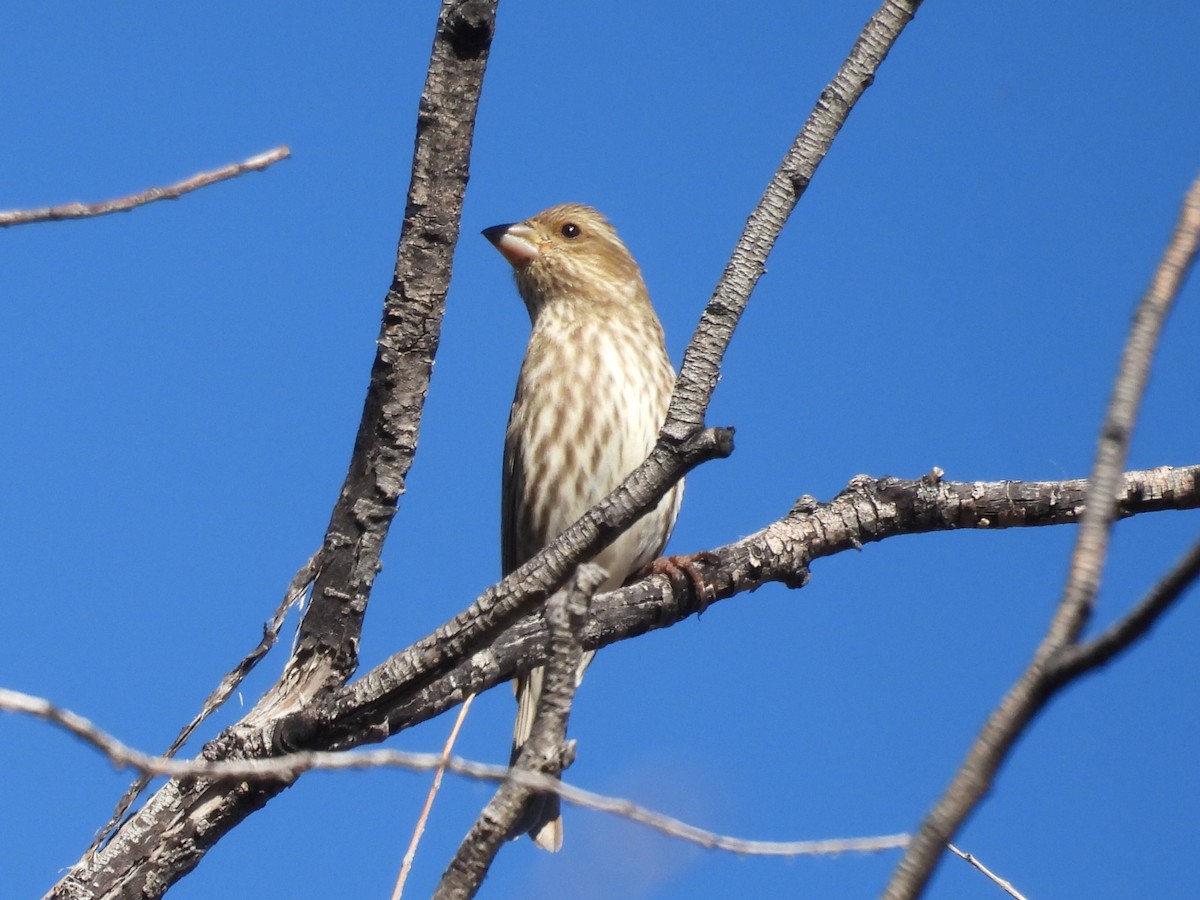 Чечевиця кармінова (підвид californicus) - ML645246584