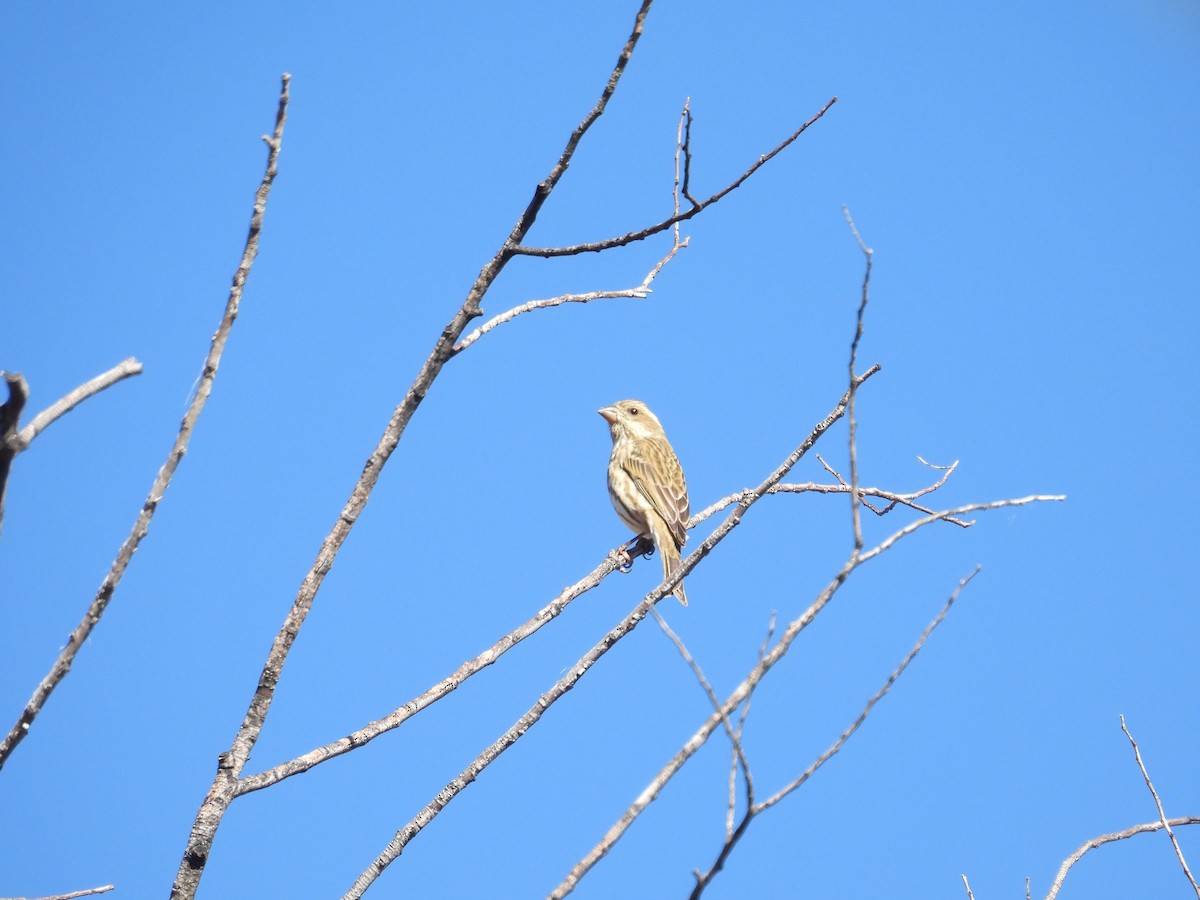Чечевиця кармінова (підвид californicus) - ML645246586