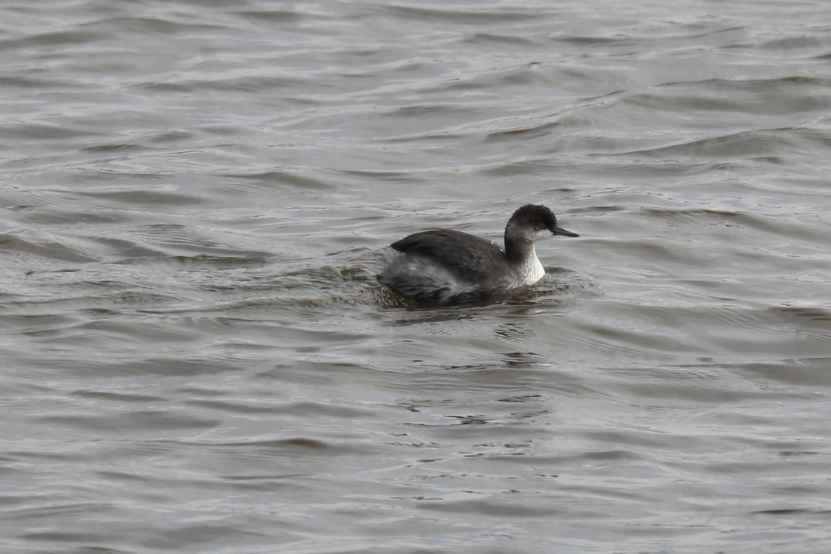 Eared Grebe - ML645246589