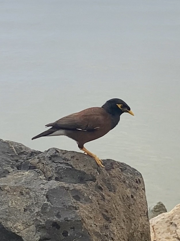 Common Myna - ML645246591